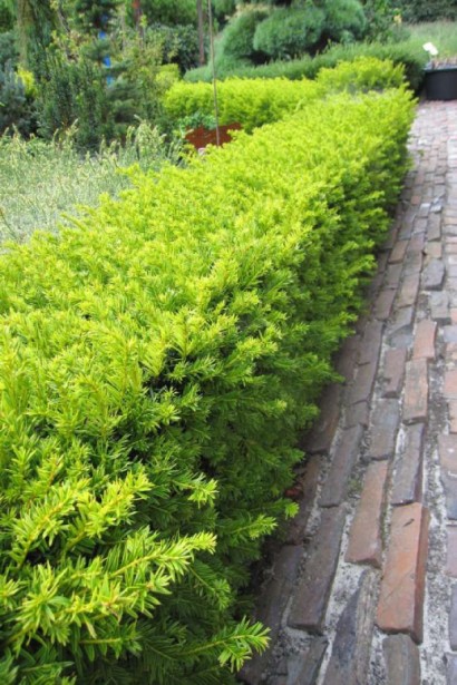 Тис Елегантиссіма - живопліт